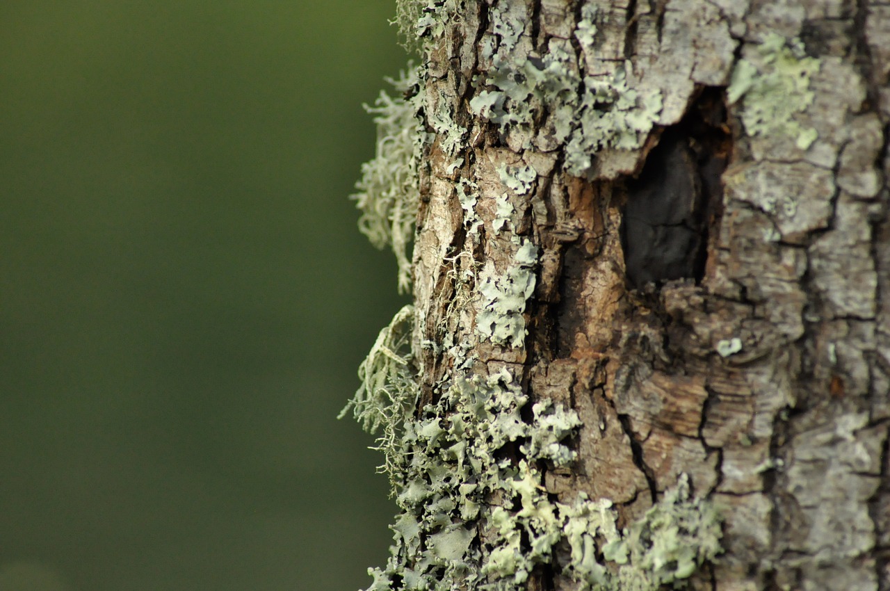 lichen  moss  bark free photo