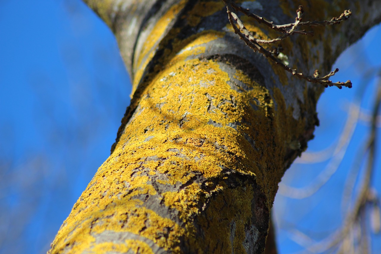 lichen  yellow  tree trunk free photo