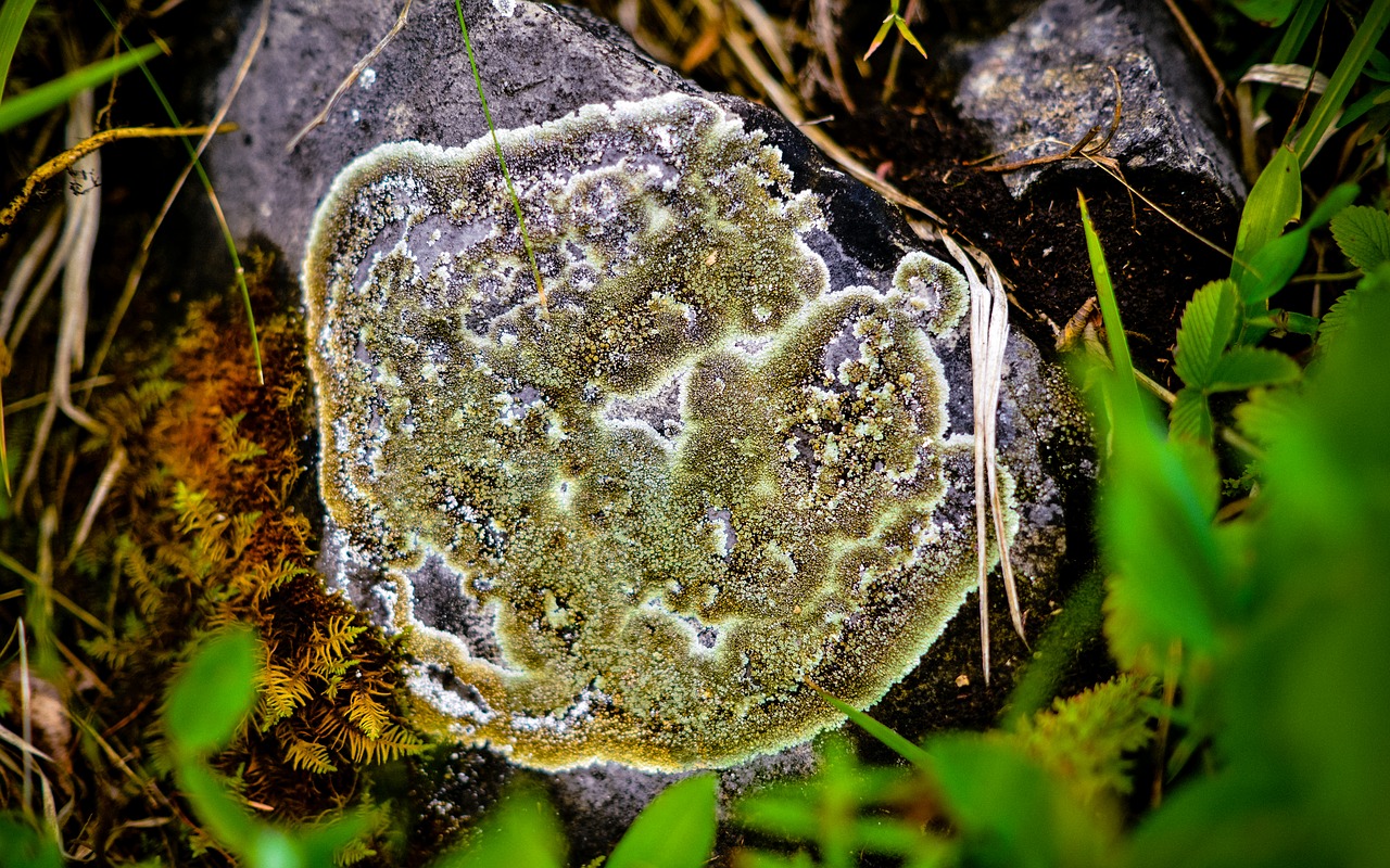 lichen  forest  ural free photo