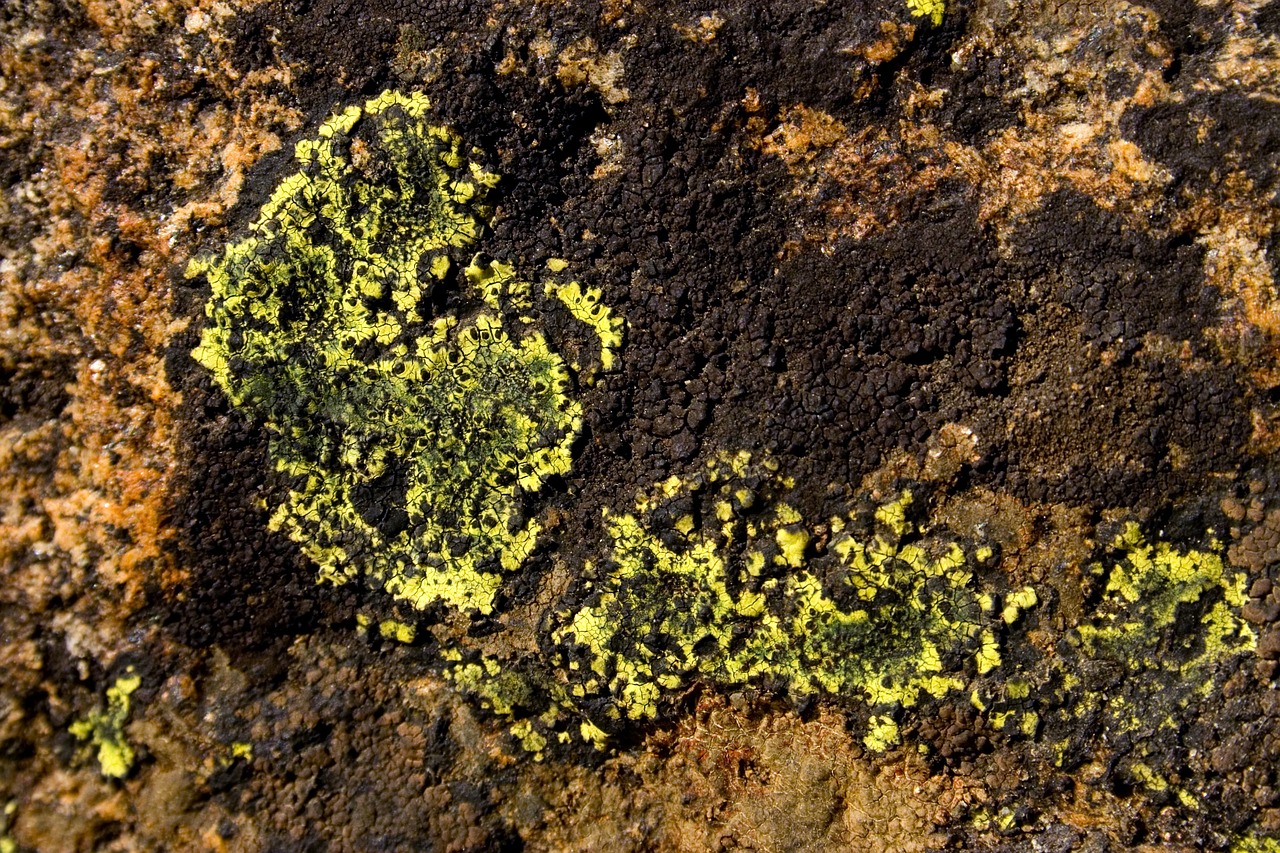 lichen detail macro free photo