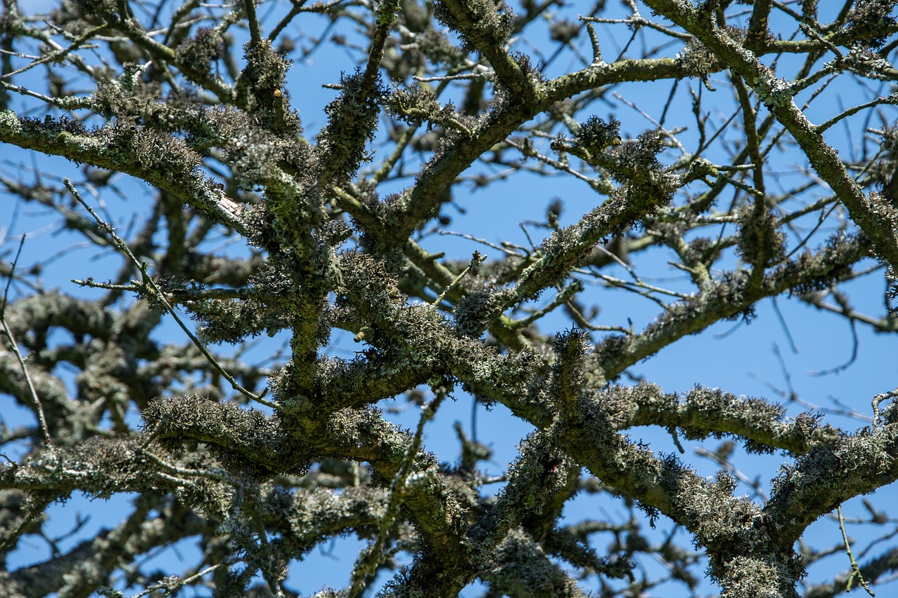 lichen  branches  tree free photo