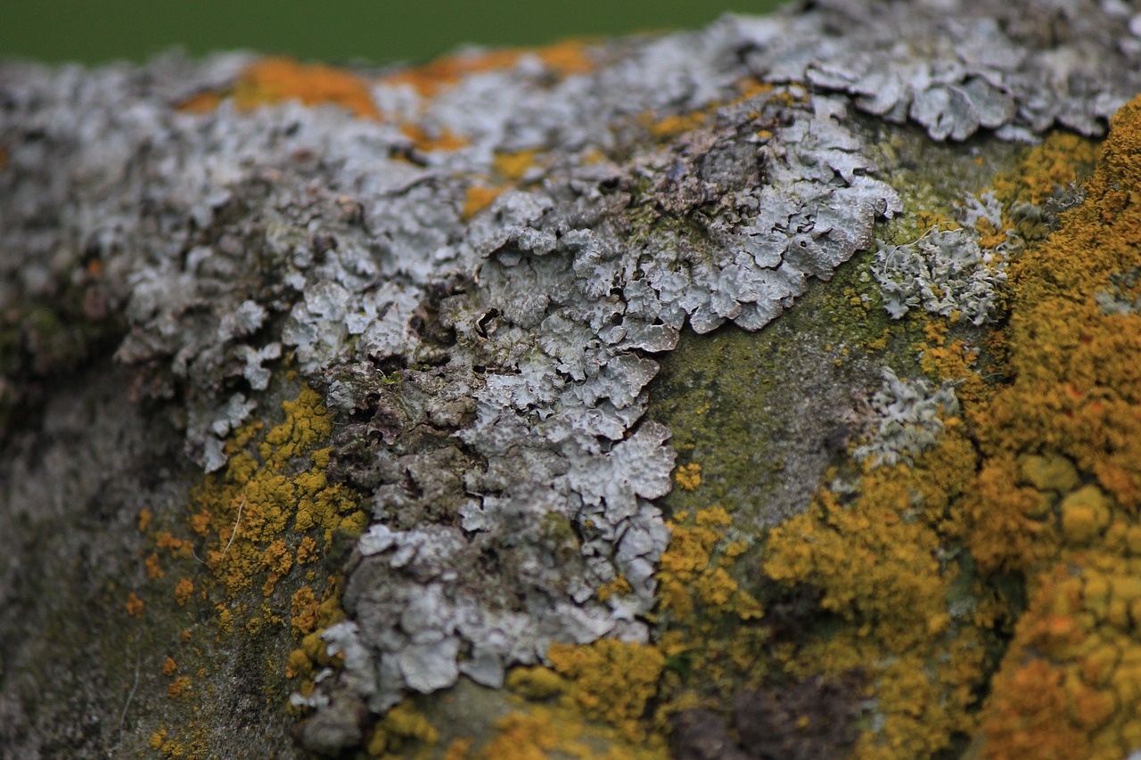 lichen  moss  rock free photo