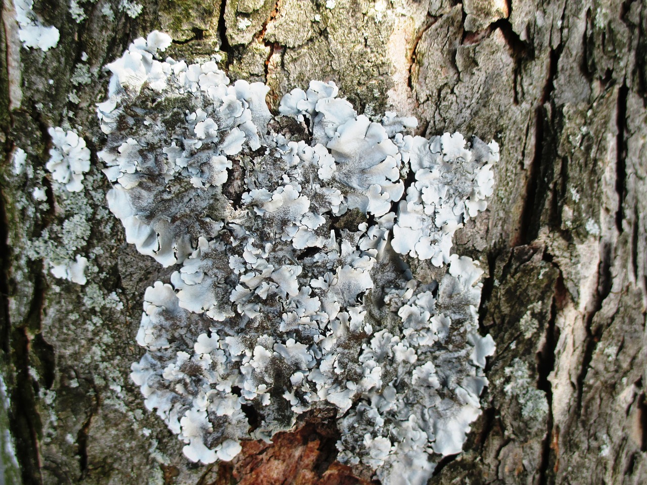lichen tree tribe free photo