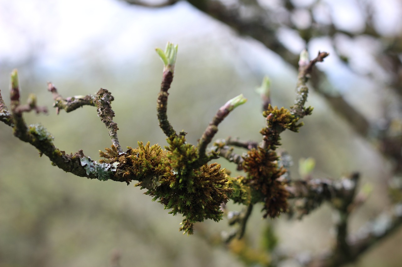 lichen  branch  tree free photo