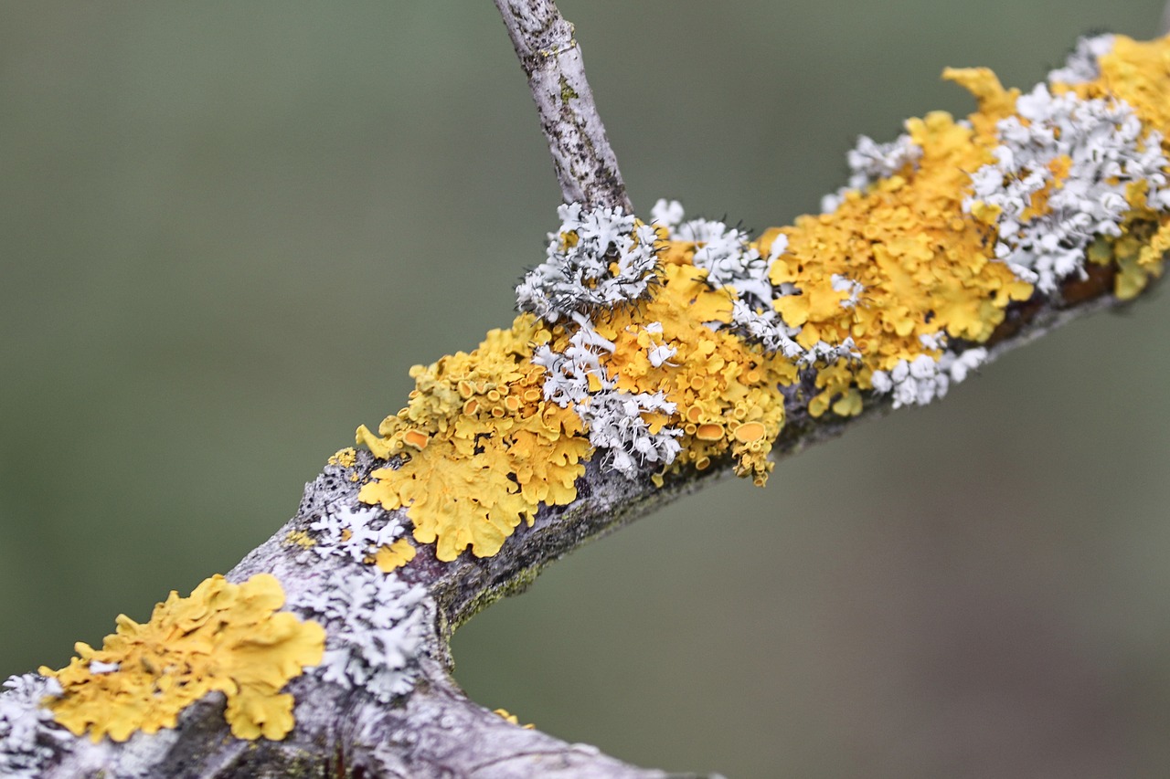 lichen  branch  yellow lichen free photo