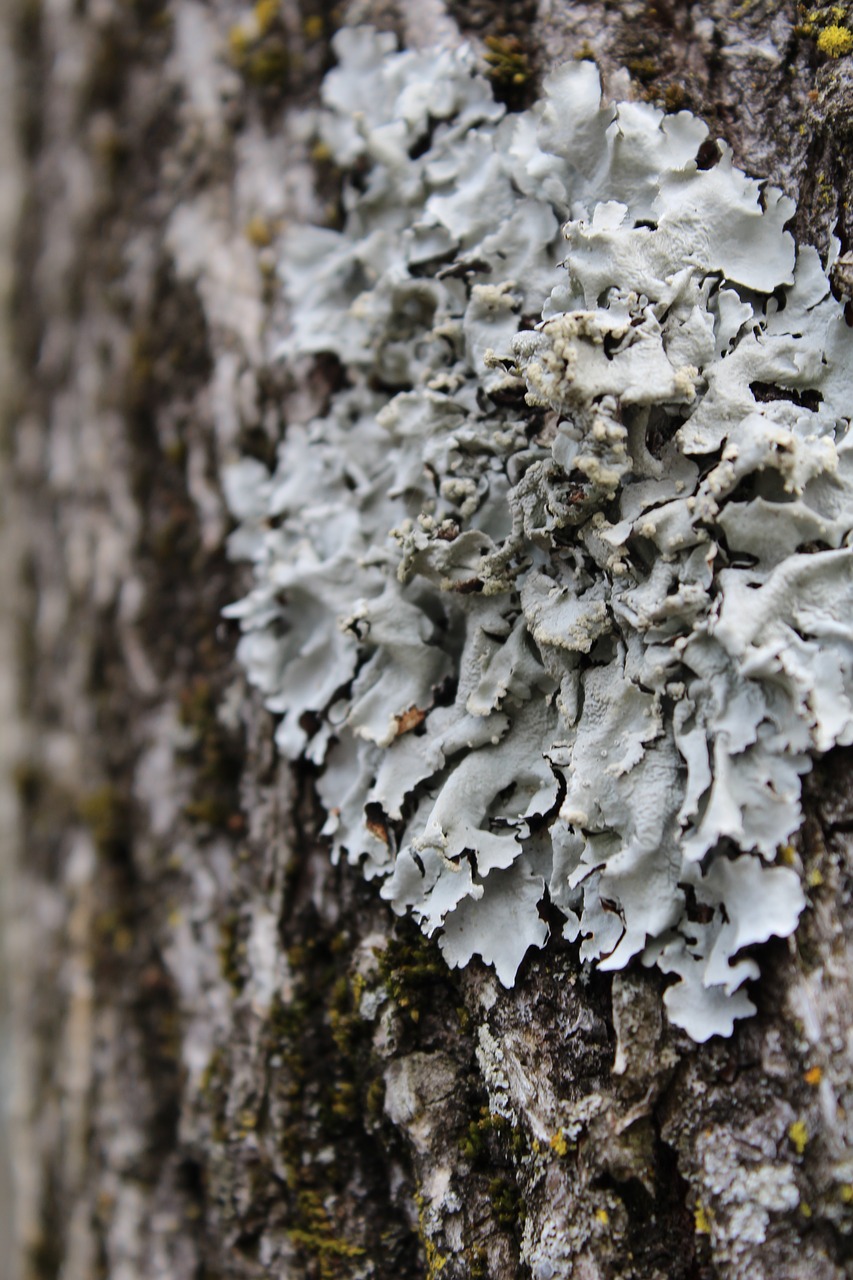 lichen  tree  bark free photo