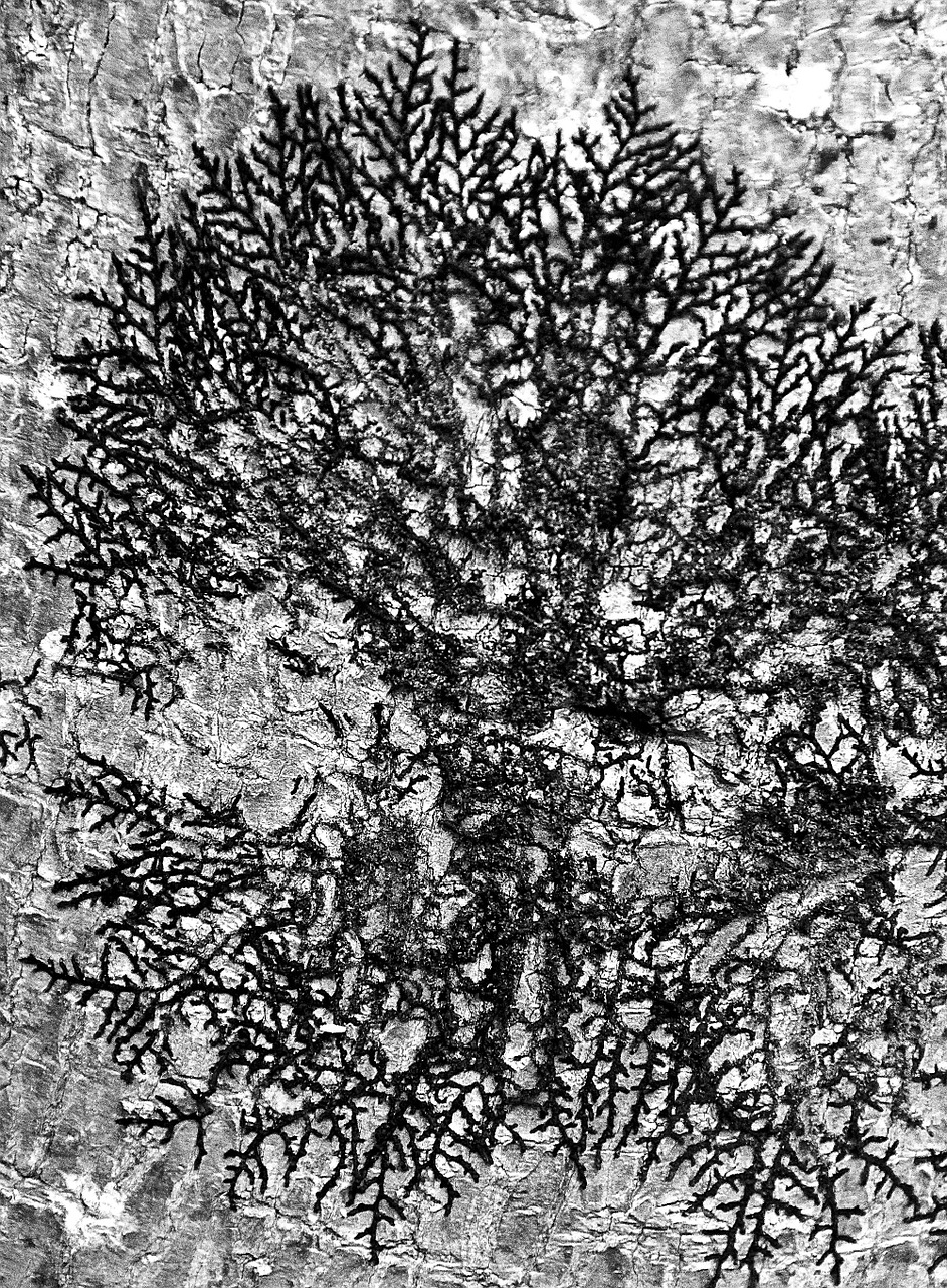 lichen tree bark free photo