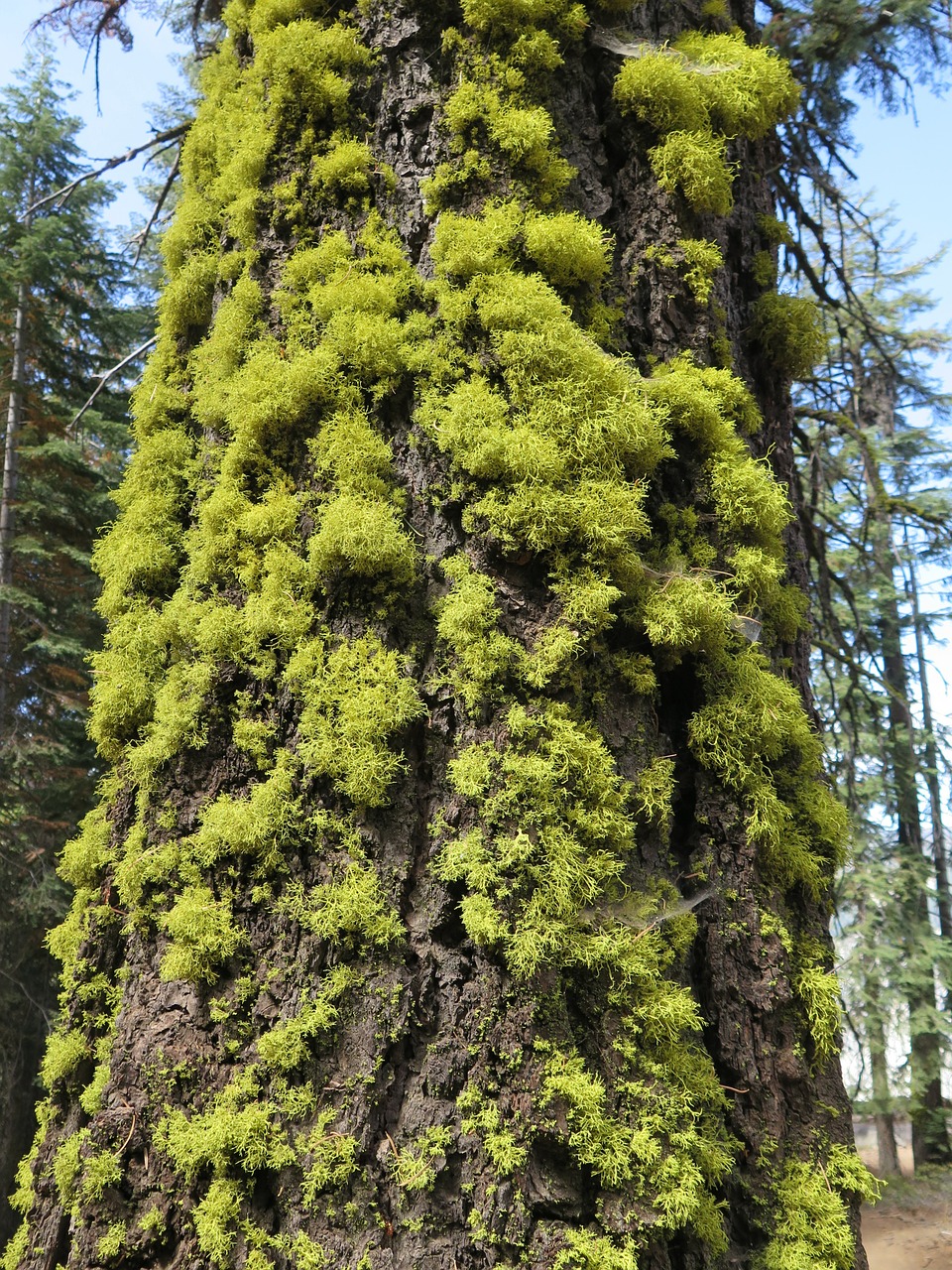 lichen tree forest free photo