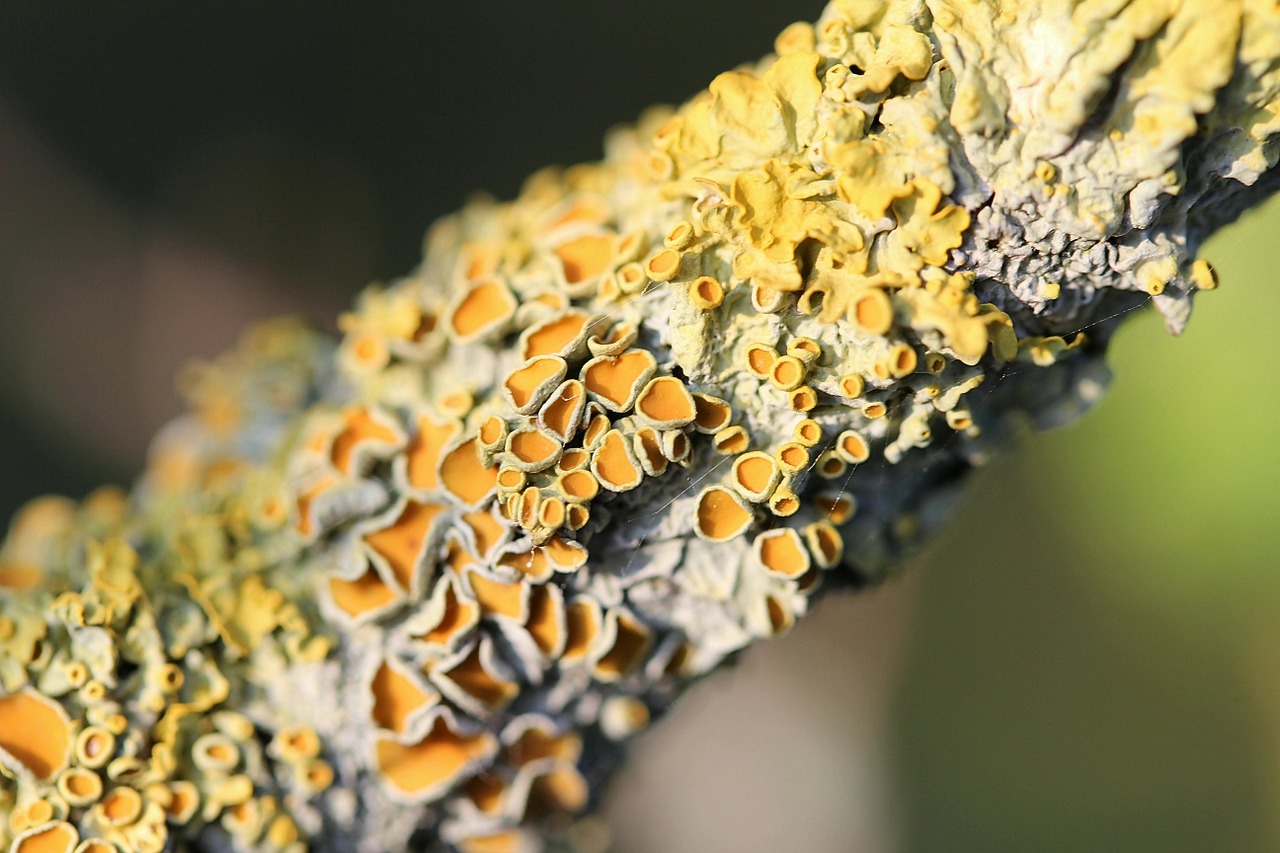 lichen plant symbiosis free photo