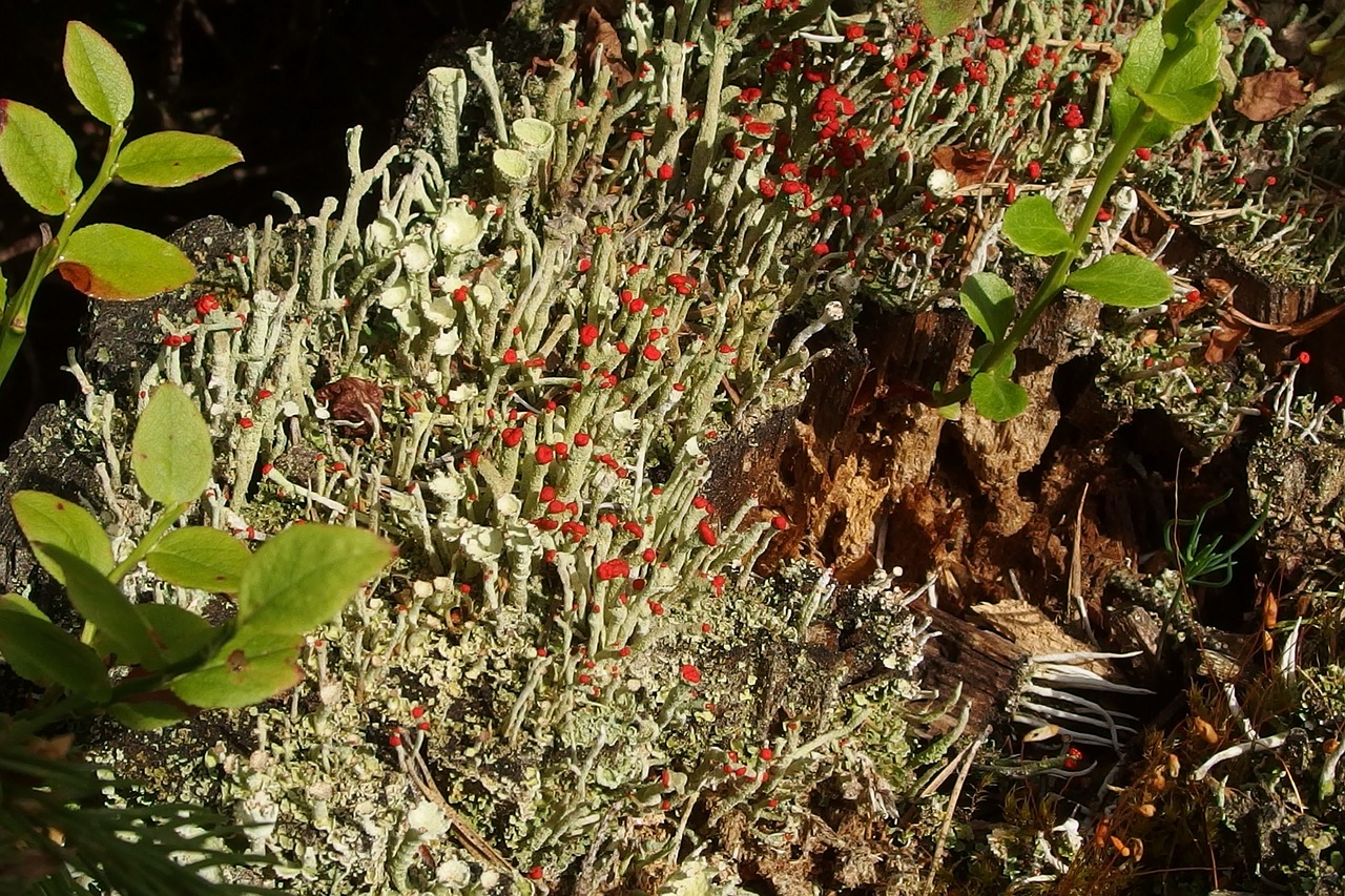 lichen forest flower free photo