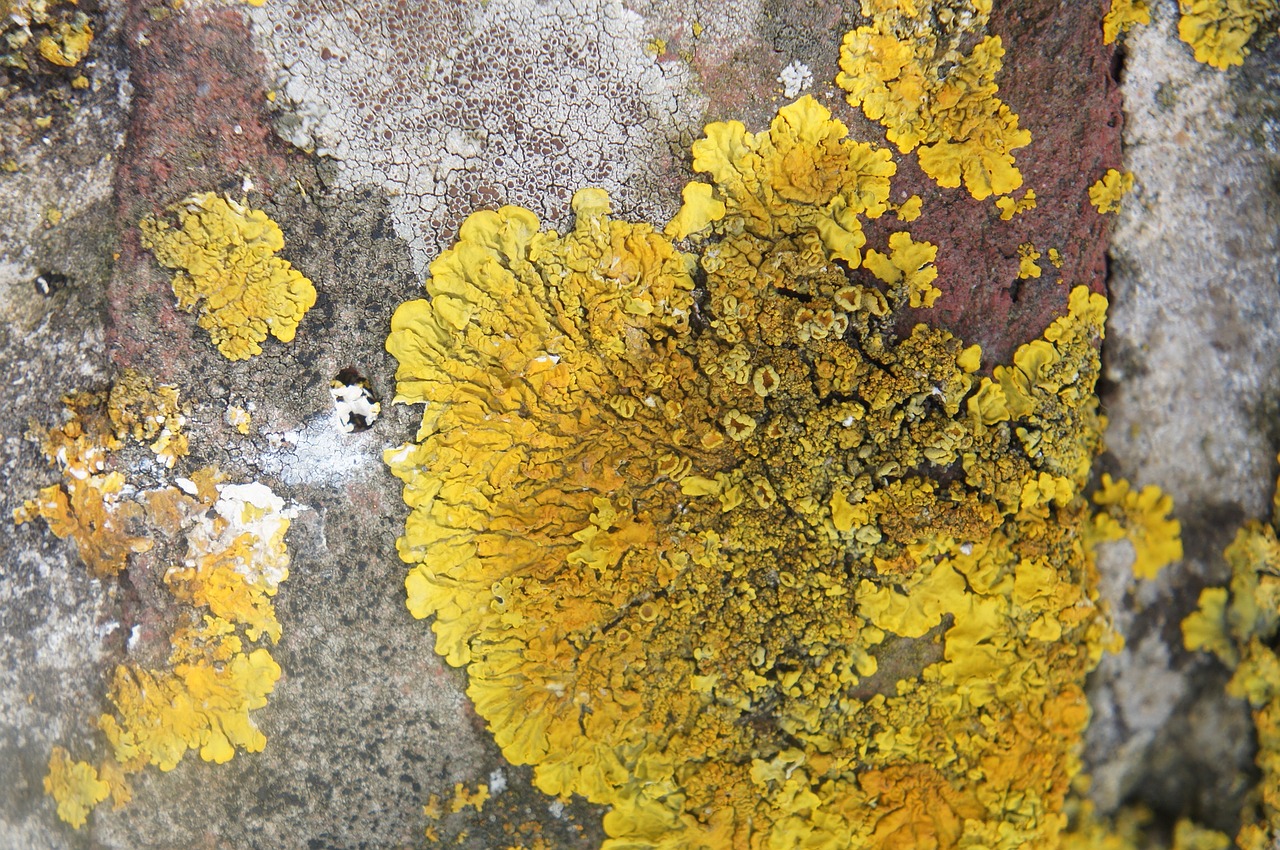 lichen rock stone free photo