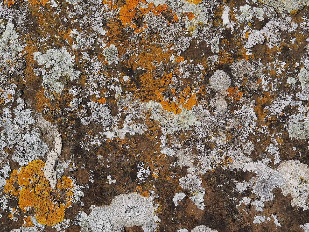 lichen stone rock free photo