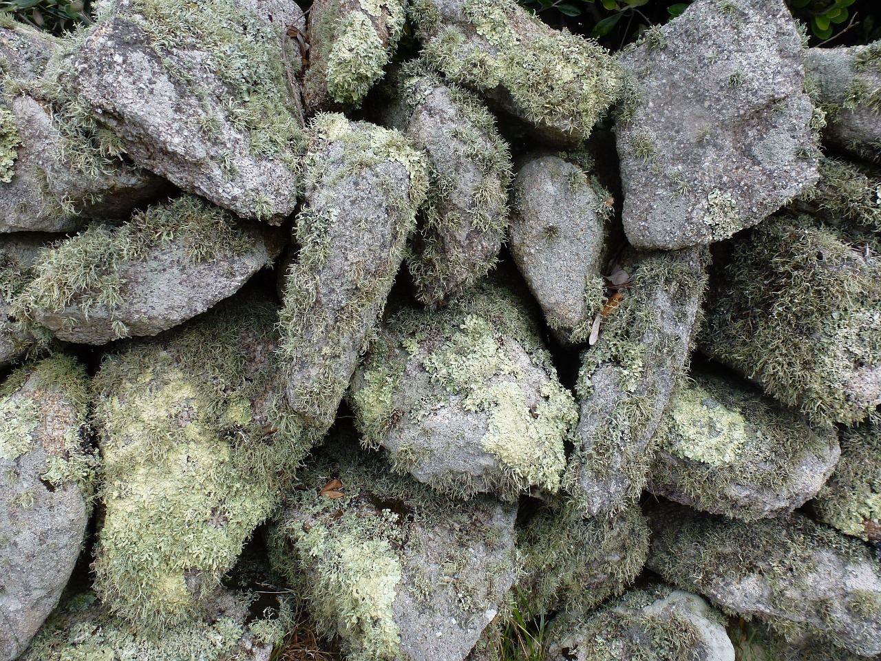 lichen stone texture free photo