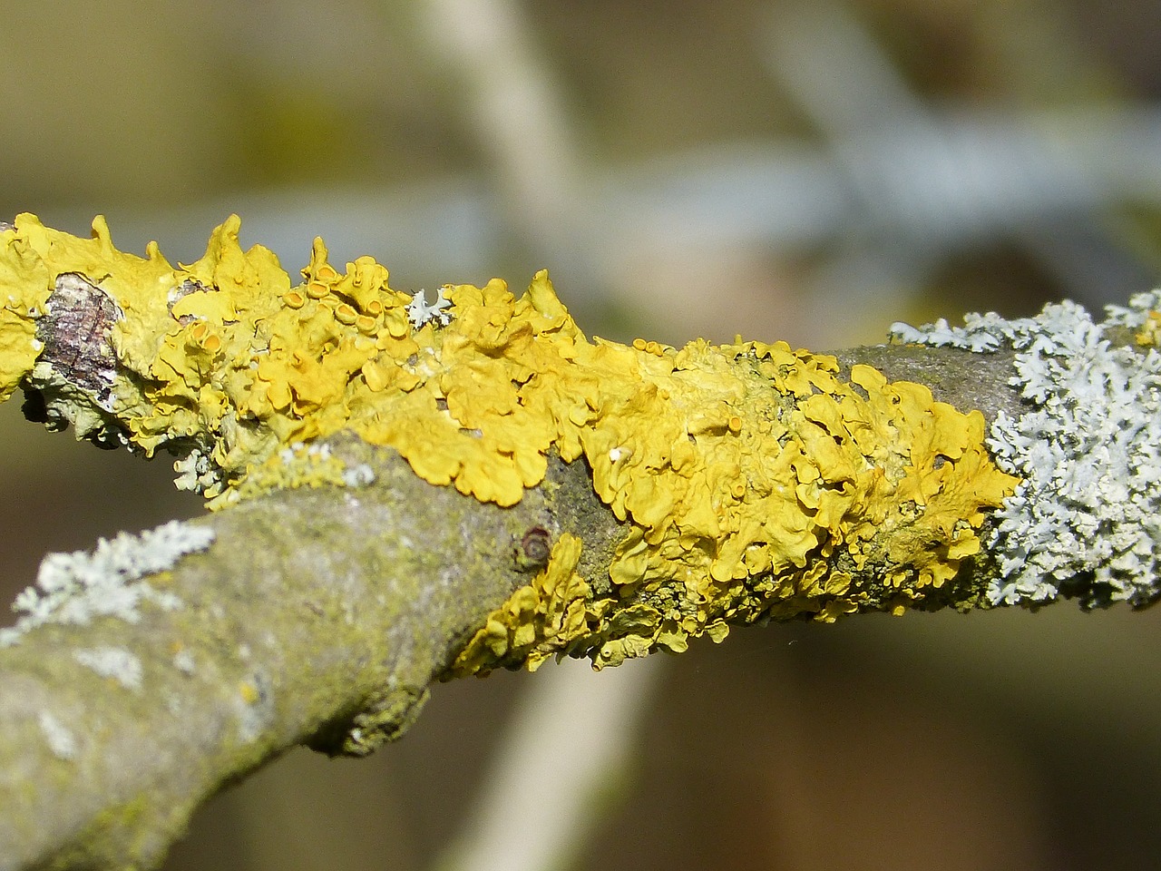 lichen bright yellow fouling free photo