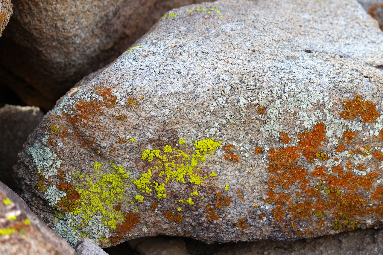 lichen rock joshua tree national park free photo