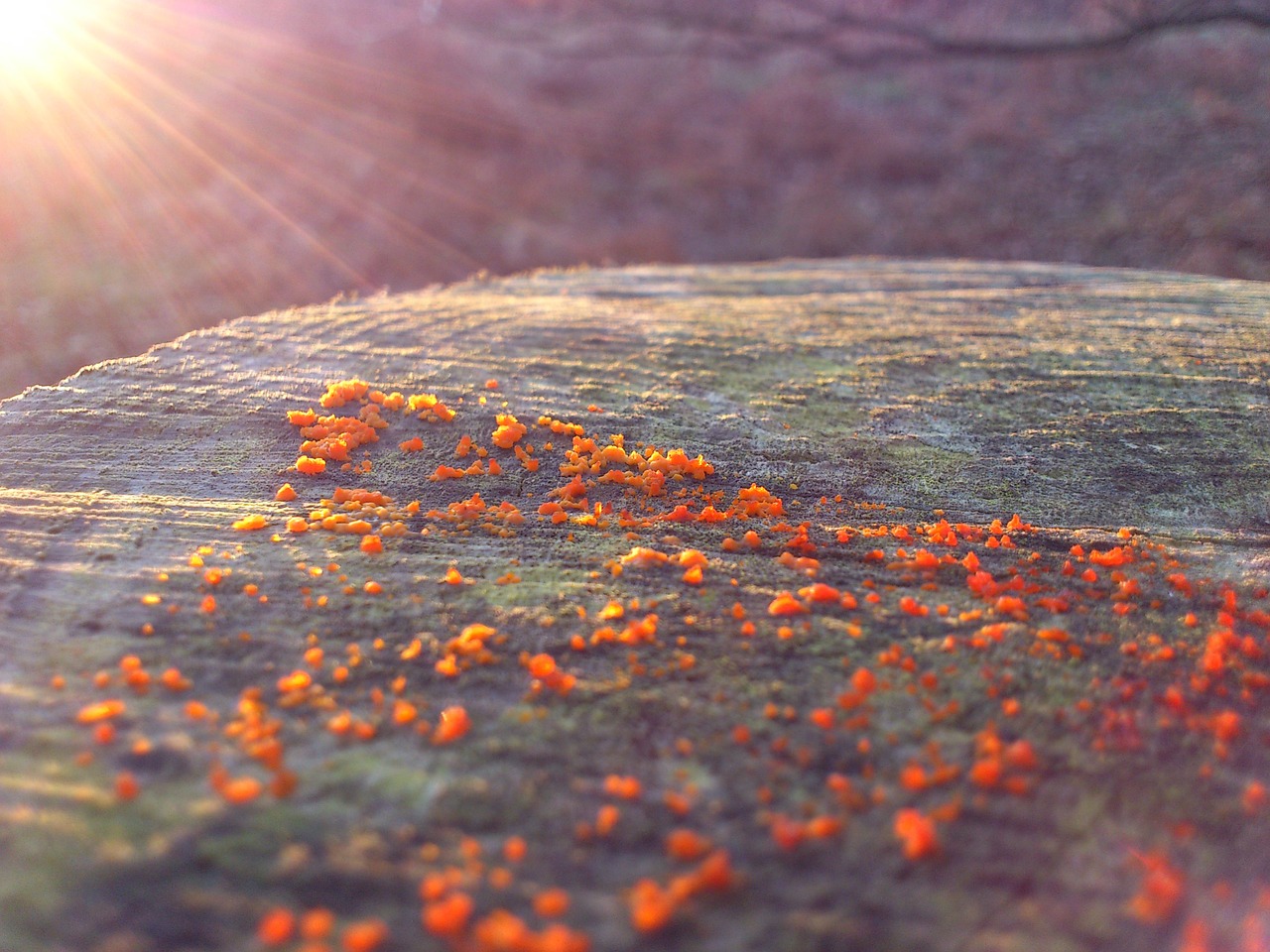 lichen lens flare log free photo