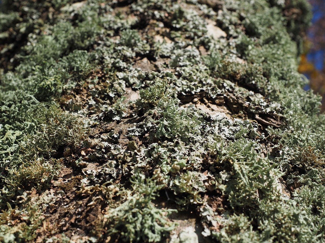 lichen tree sorediöse astflechte free photo