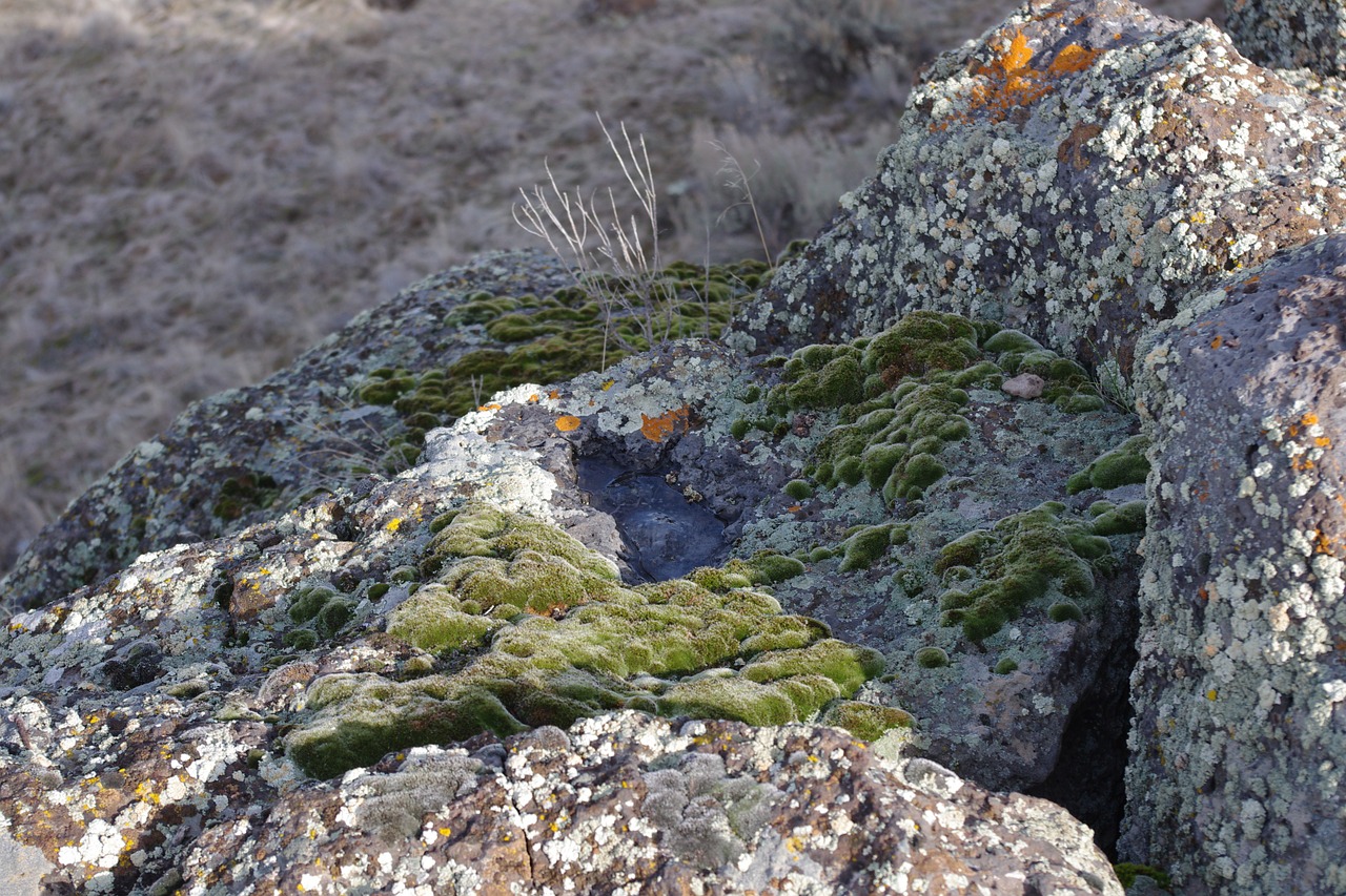 lichen moss rocks free photo