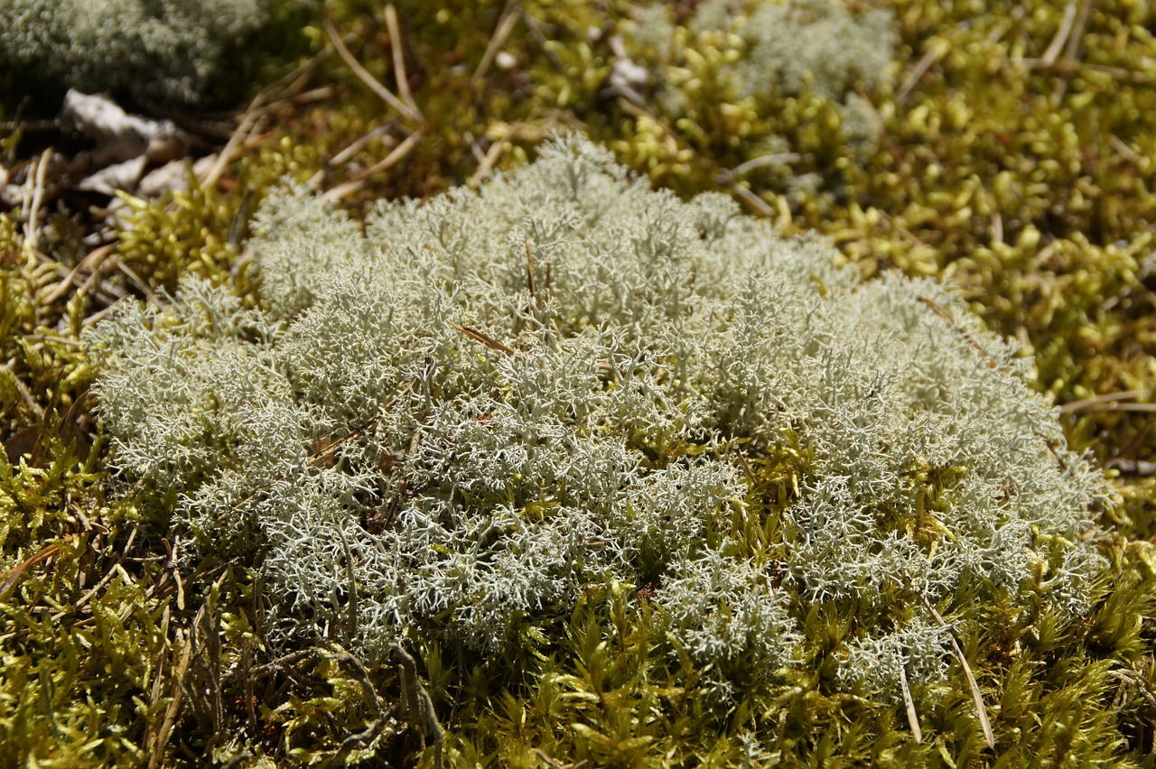 lichen moss fouling free photo