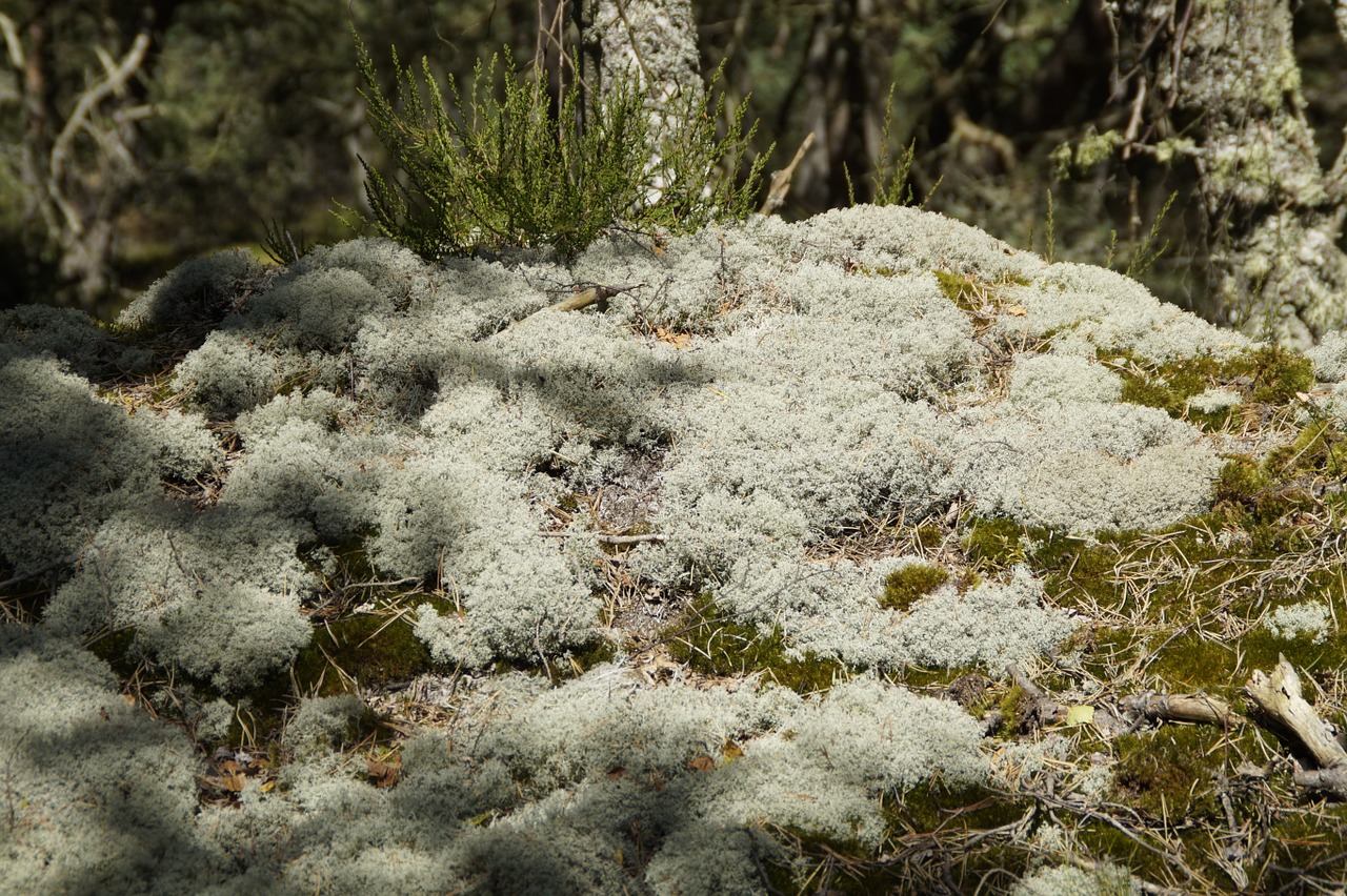 lichen moss fouling free photo