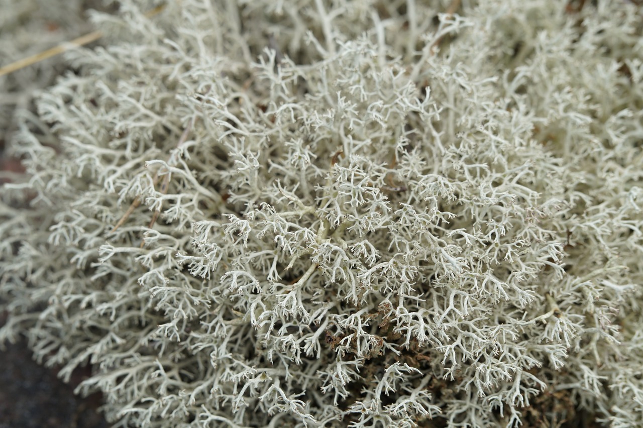 lichen close structure free photo