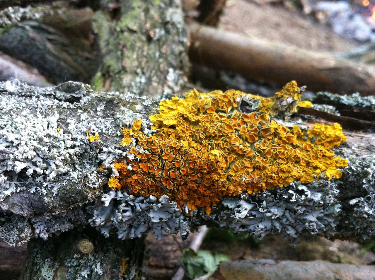 lichen nature branch free photo