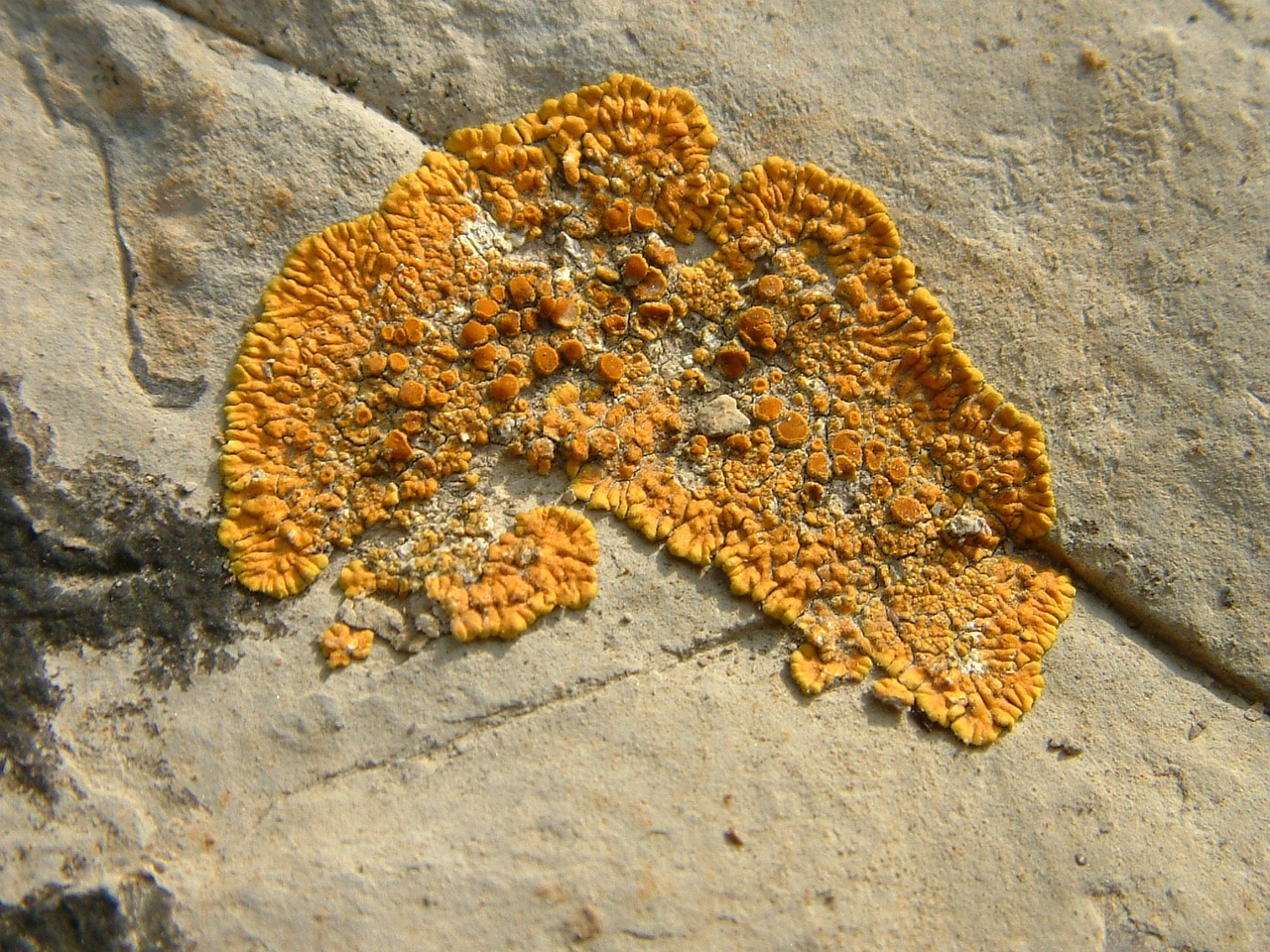 lichen stone orange free photo