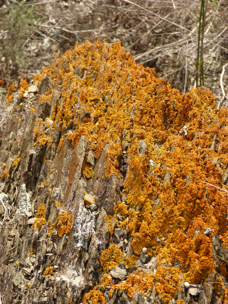 lichen rock orange free photo