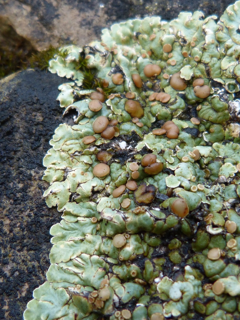 lichen rock autumn free photo