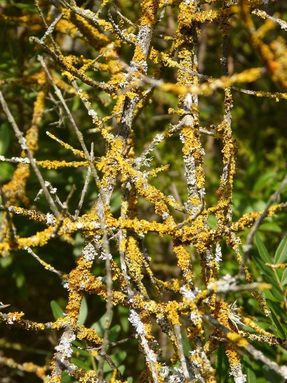 lichen branches orange free photo