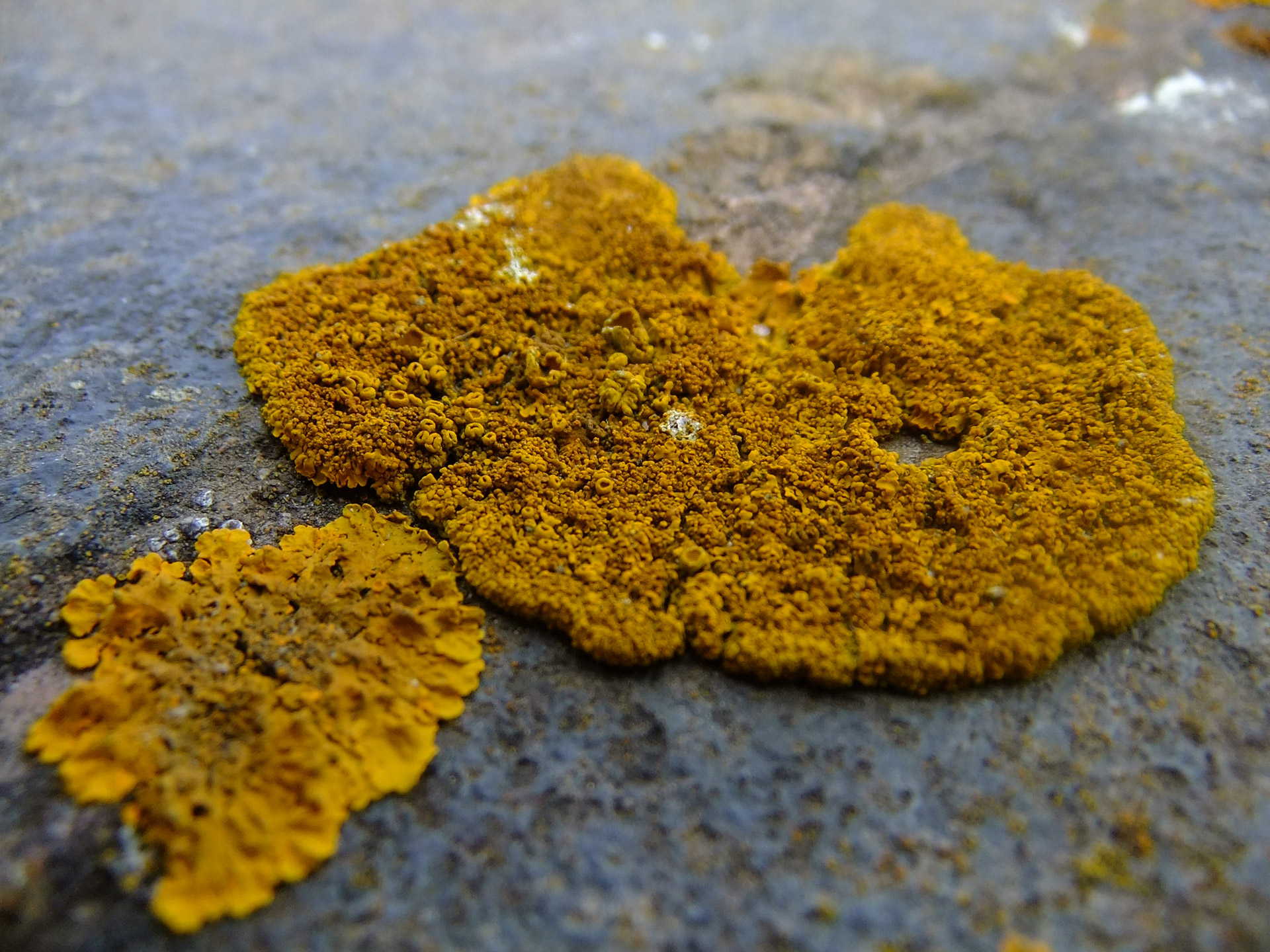 lichen wall brick free photo