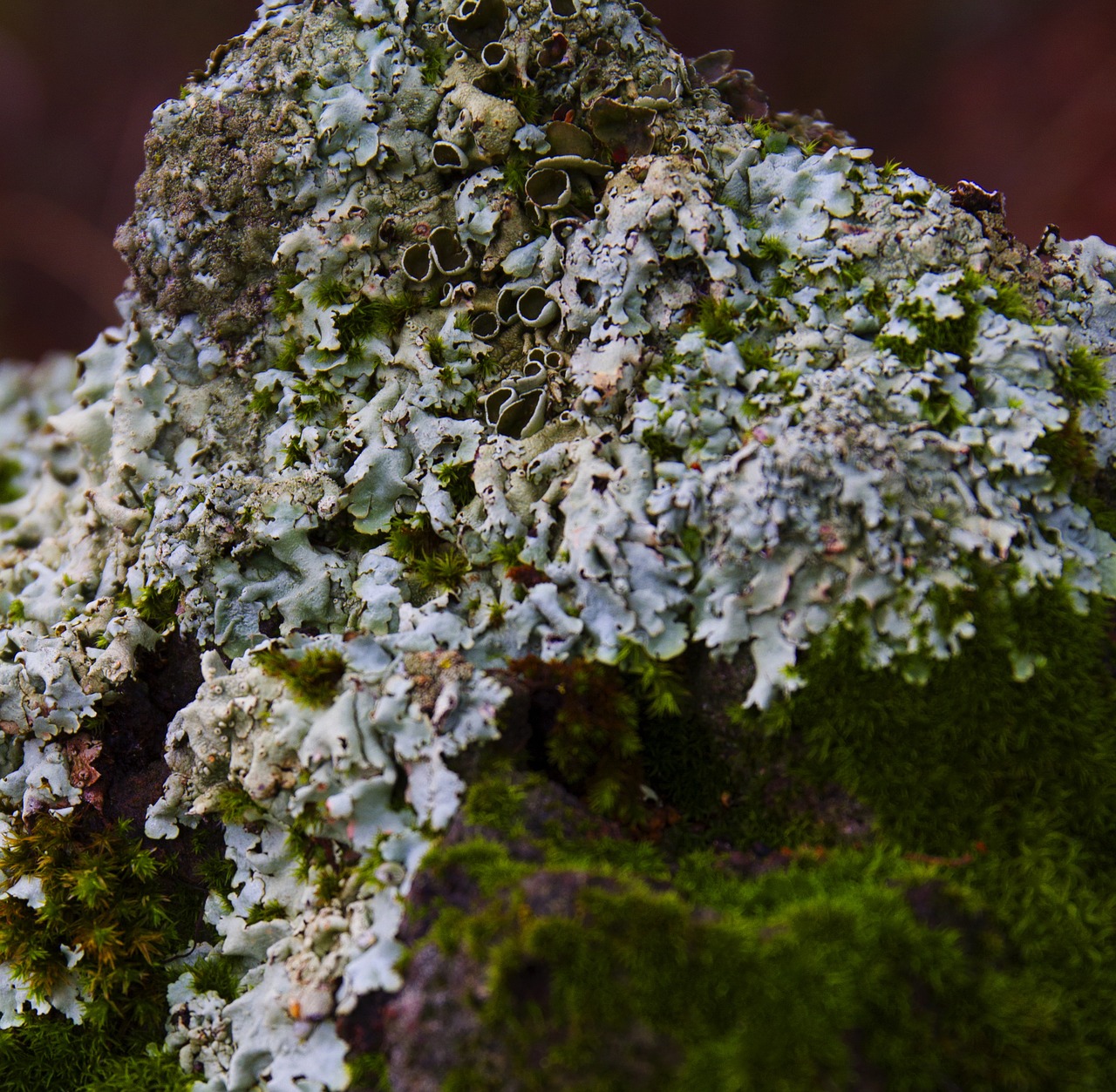 lichen moss nature growth free photo