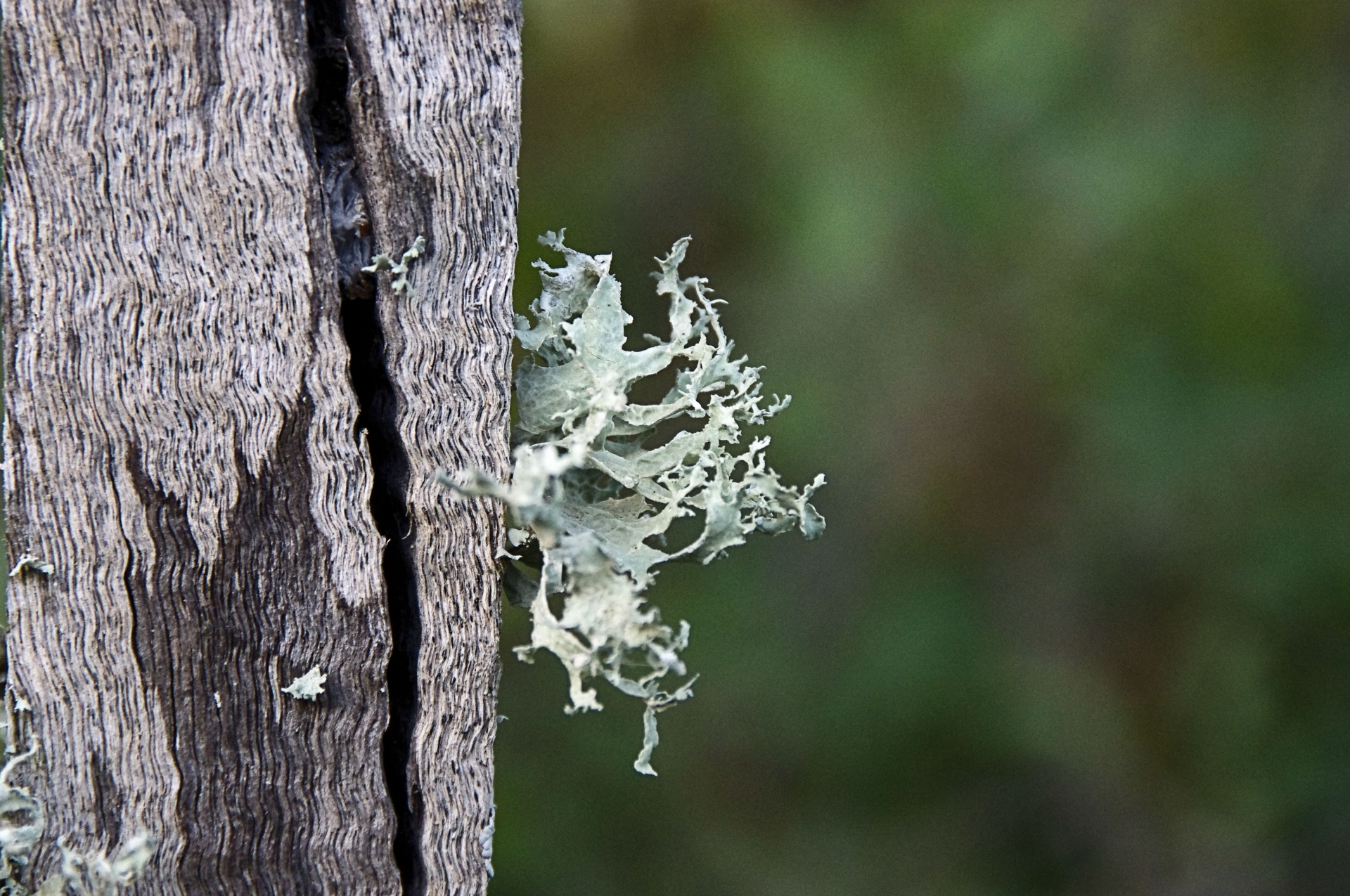 lichen dead fence plants free photo