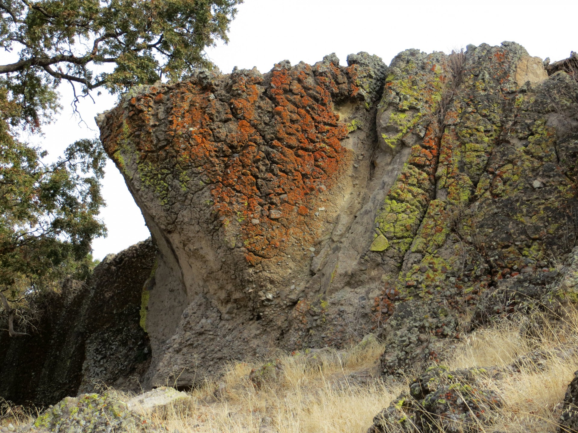 rock lichen cliff free photo