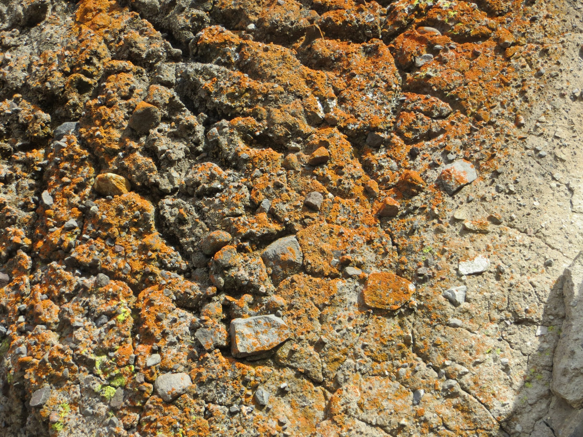 rock lichen cliff free photo