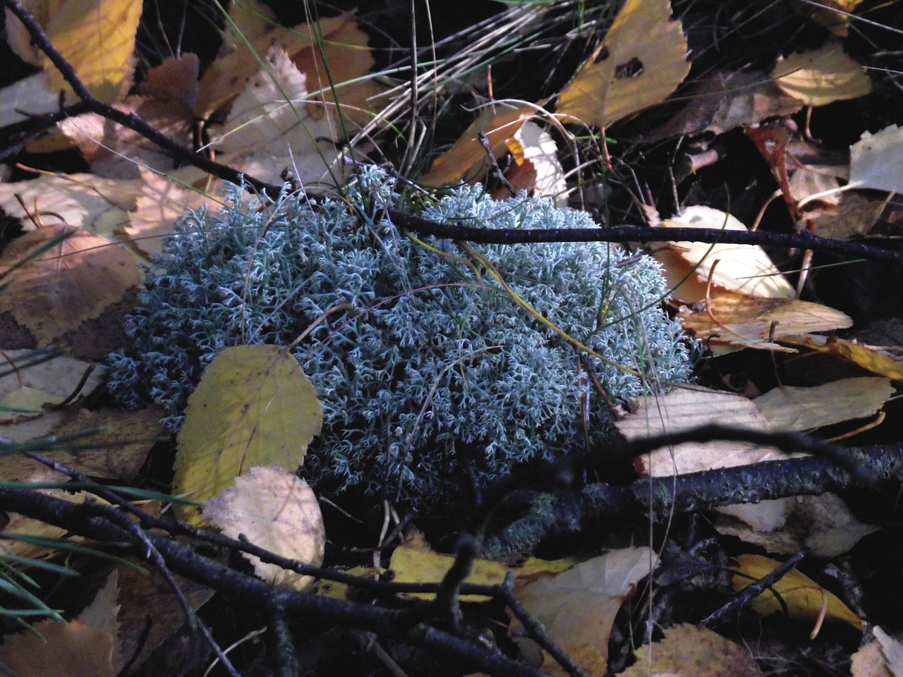 lichens mosses forest free photo