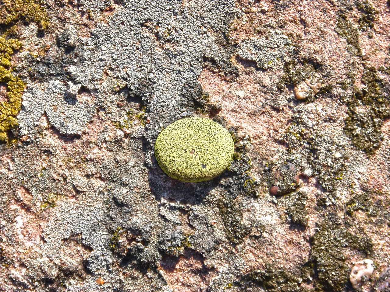 lichens lichen rock free photo