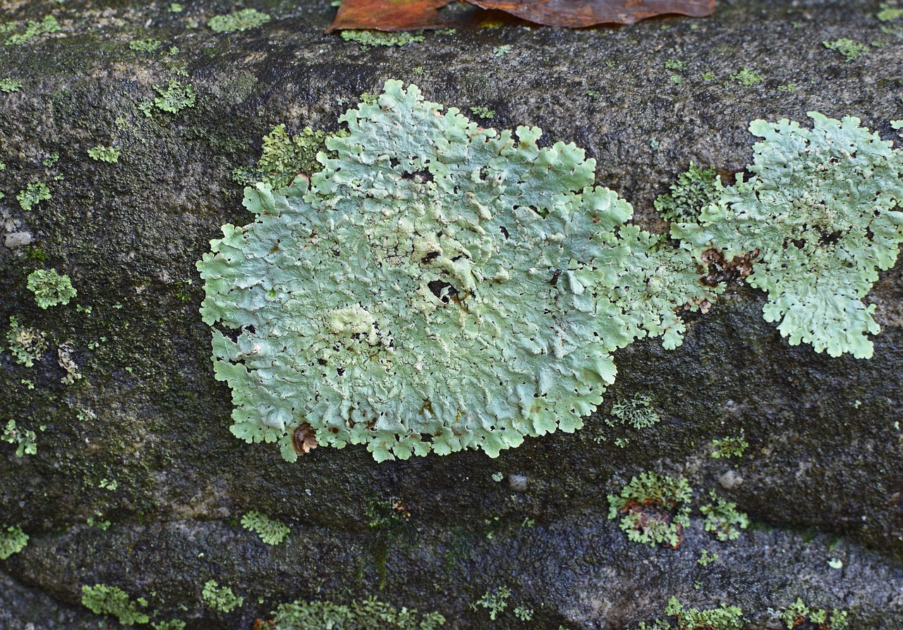 lichens rock symbiotic free photo