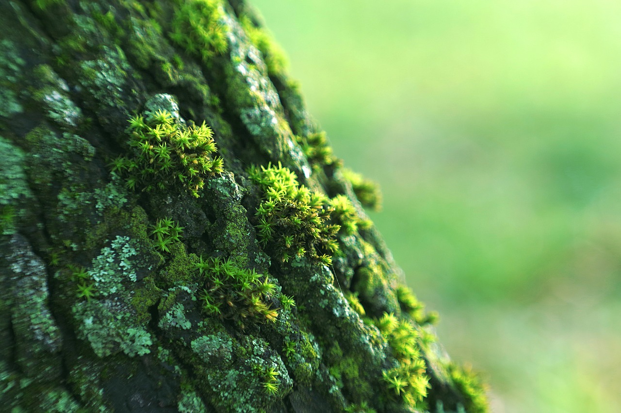 lichens the bark tree free photo
