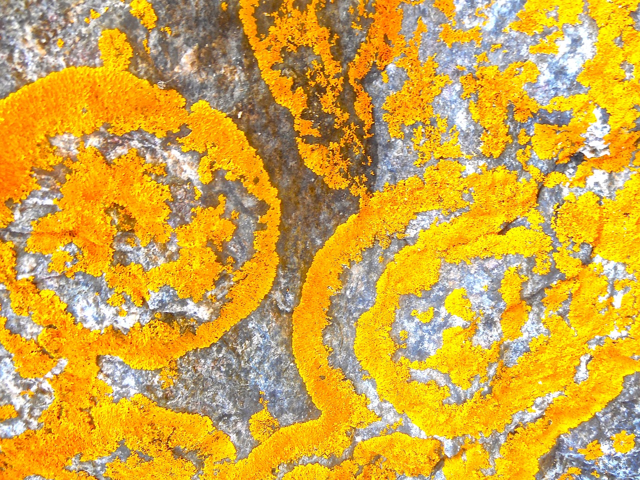lichens structure orange free photo
