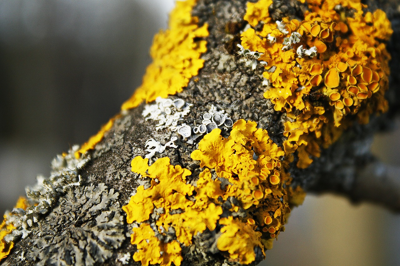 lichens bark yellow free photo