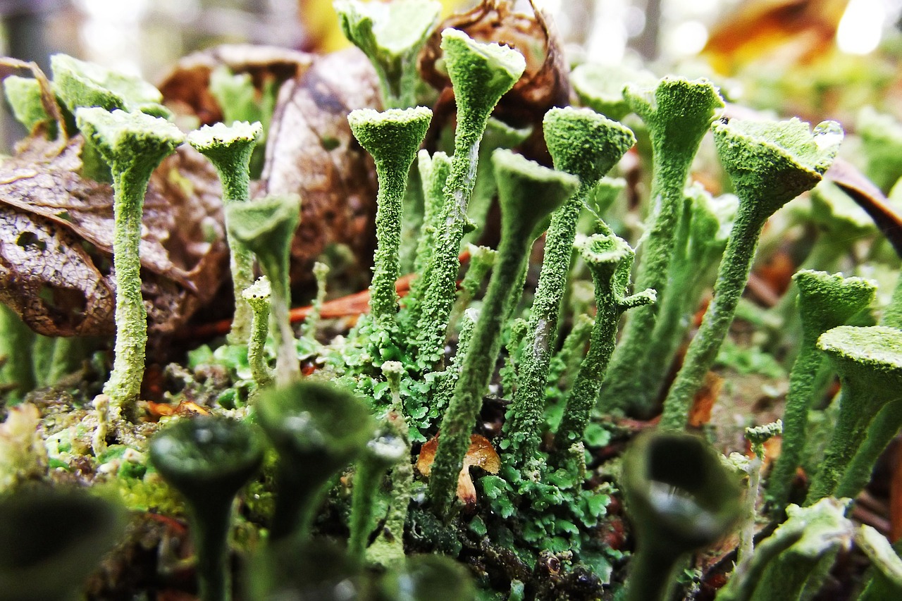 lichens green detail free photo