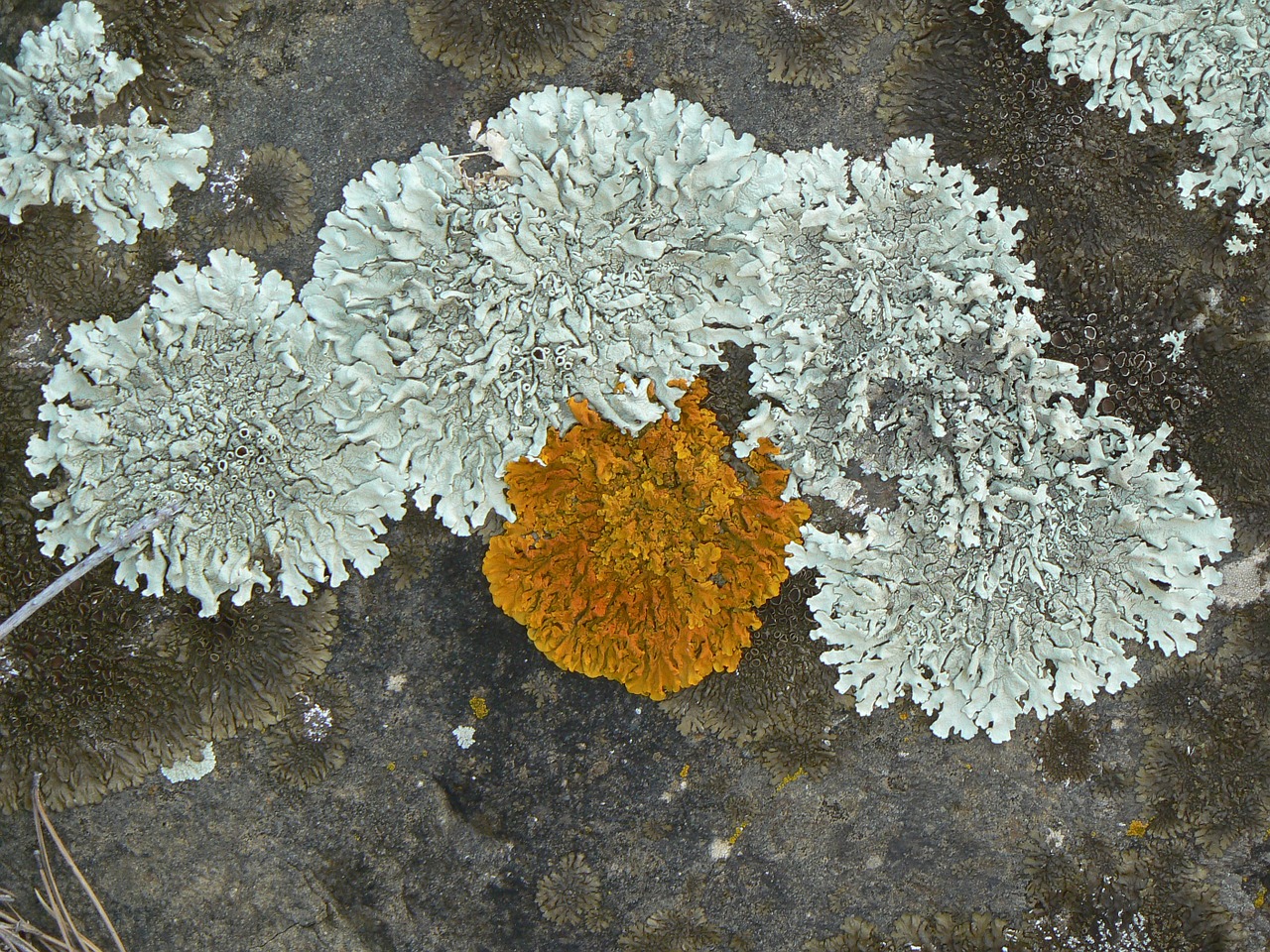 lichens rock green free photo