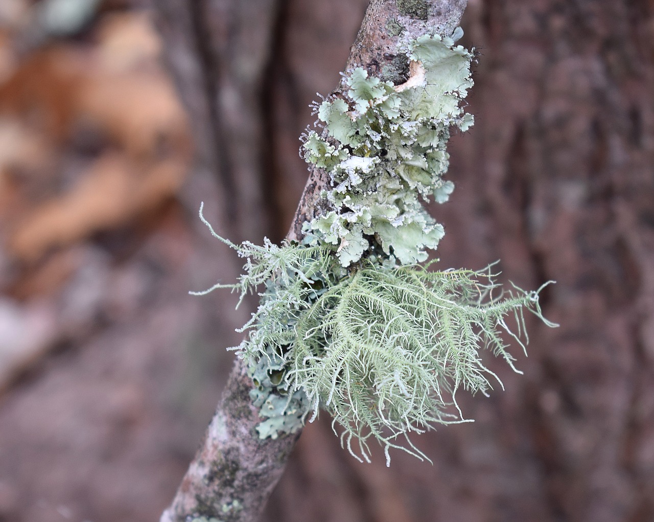 lichens on branch lichen symbiotic free photo