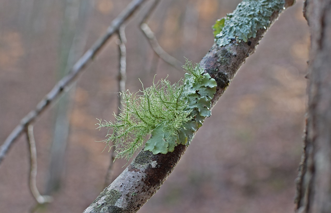 lichens on fallen branch lichen symbiotic free photo