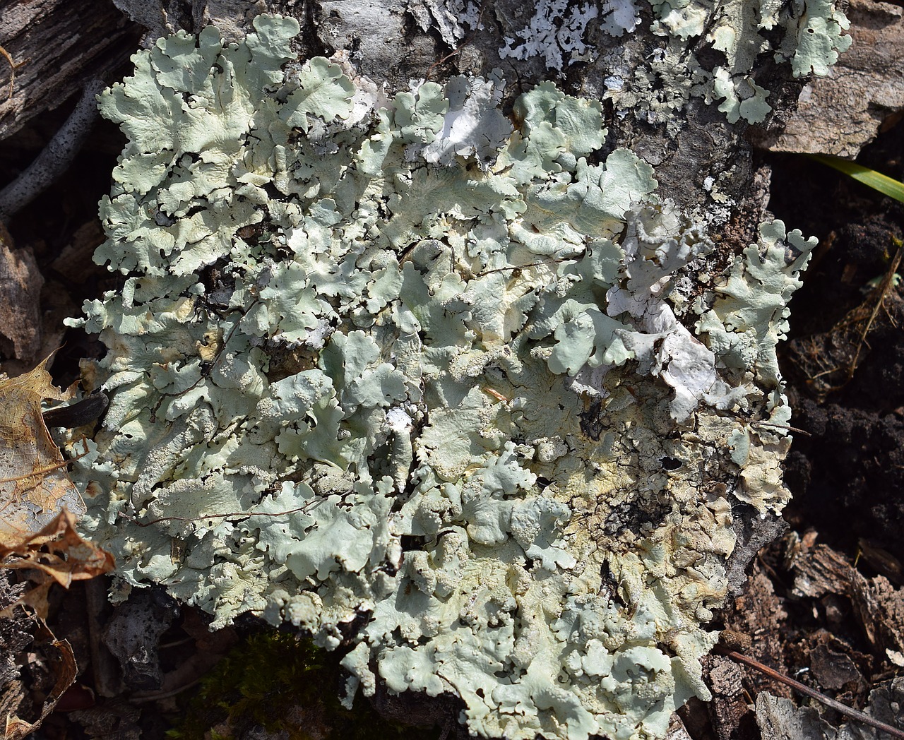 lichens on forest floor lichen symbiotic free photo