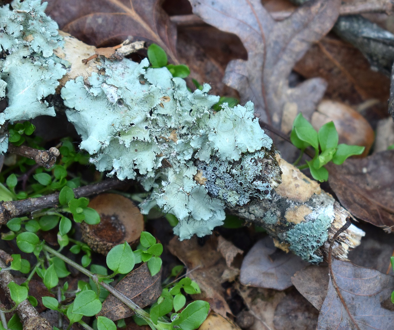 lichens on forest floor lichen symbiotic free photo