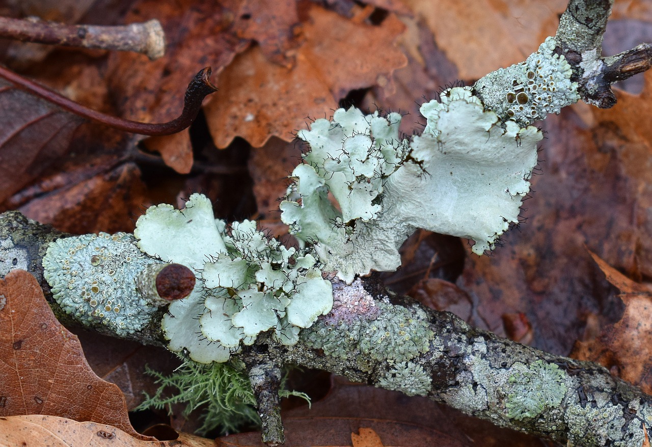 lichens on forest floor assorted lichens hairy free photo