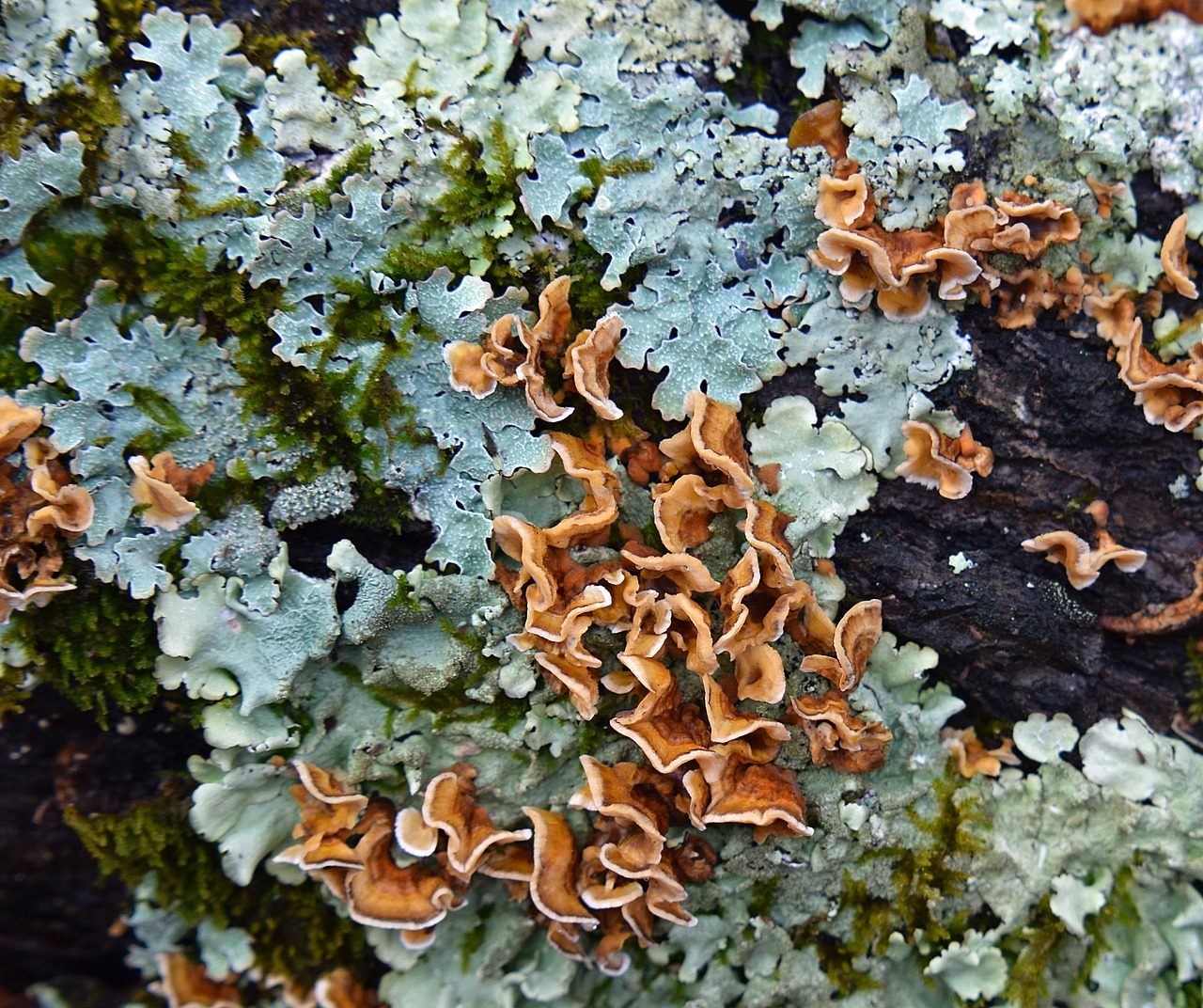 lichens on log lichen symbiotic free photo