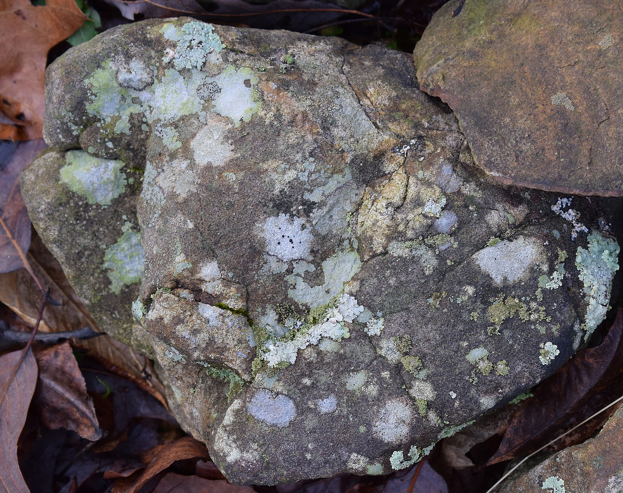 lichens on rock lichen symbiotic free photo